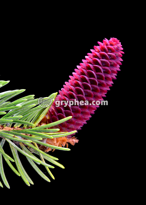 Epicea (Picea abies) - Cône femelle jeune à l'extrémité d'un rameau - gryphea.com